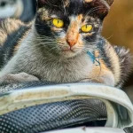 Types of Motorcycle Seat Covers and Comparison