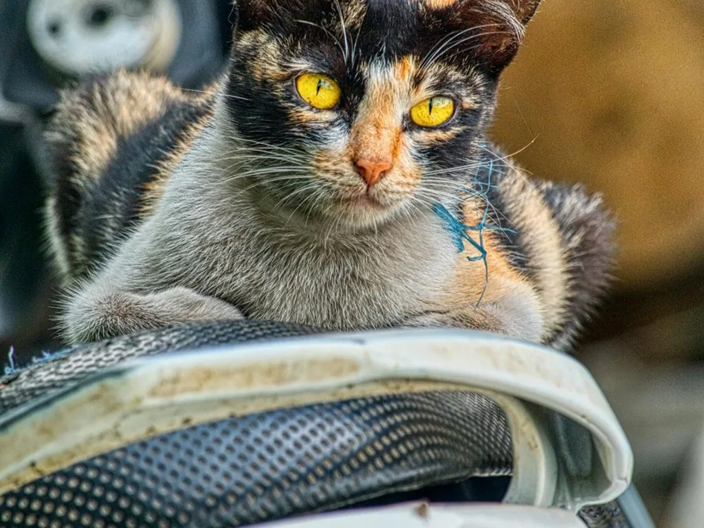 You are currently viewing Types of Motorcycle Seat Covers and Comparison